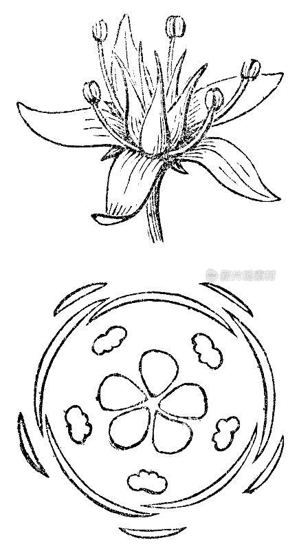 玉石植物花(crasula Ovata)和花卉地面计划的图案花图- 19世纪